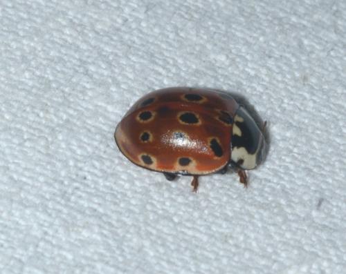 Réf. 312 011 : Anatis ocellata